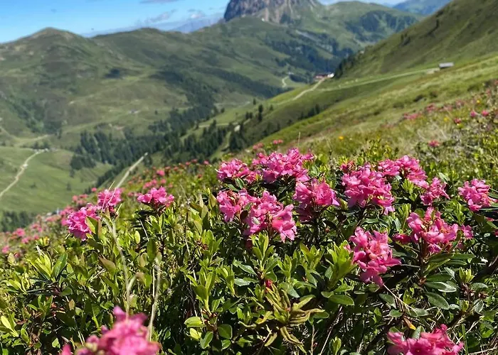 Appartamento Knapp *